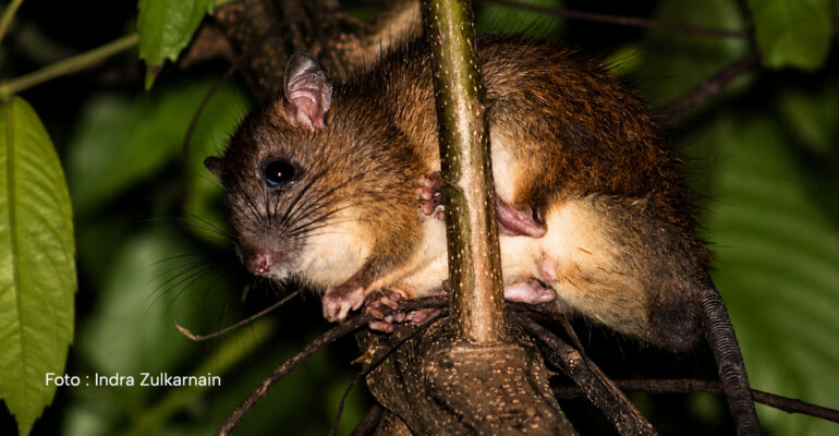 Tikus Belukar