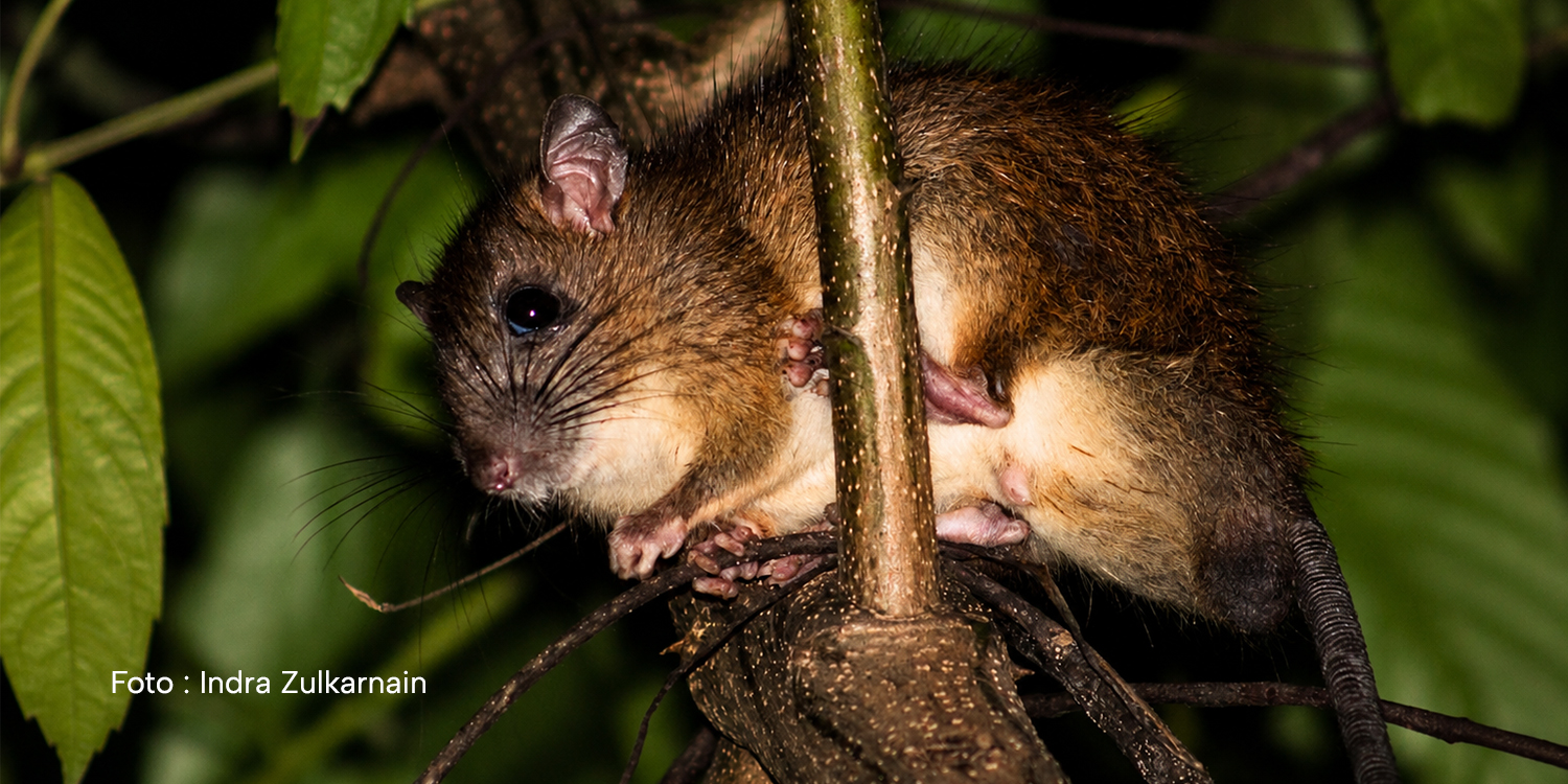 Tikus Belukar