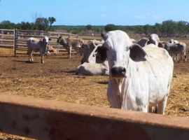 ahli-ipb-university-soroti-risiko-ketergantungan-indonesia-impor-sapi-dan-kerbau-dari-australia
