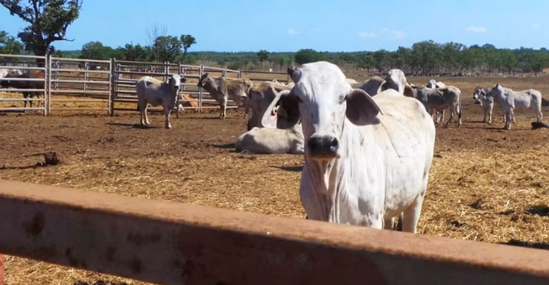 ahli-ipb-university-soroti-risiko-ketergantungan-indonesia-impor-sapi-dan-kerbau-dari-australia