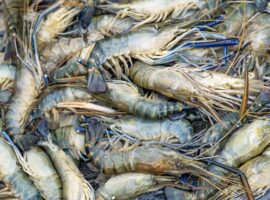 fenomena-udang-naik-ke-daratan-di-kalimantan-pakar-ipb-university-sebut-potensi-krisis-oksigen-dasar-perairan.jpg