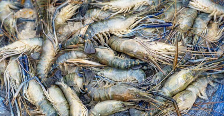 fenomena-udang-naik-ke-daratan-di-kalimantan-pakar-ipb-university-sebut-potensi-krisis-oksigen-dasar-perairan.jpg