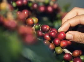 ipb-university-datangkan-ahli-bahas-peran-kopi-sebagai-komoditas-unggulan