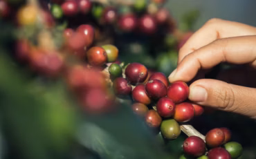 ipb-university-datangkan-ahli-bahas-peran-kopi-sebagai-komoditas-unggulan