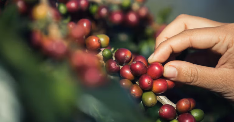 ipb-university-datangkan-ahli-bahas-peran-kopi-sebagai-komoditas-unggulan