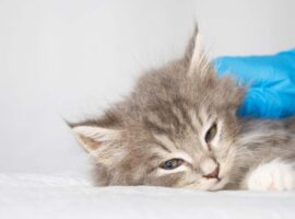 kenali-tanda-tanda-kucing-alami-gangguan-ginjal-ahli-ipb-university-bagikan-tips-pencegahan-dan-penanganannya.jpg