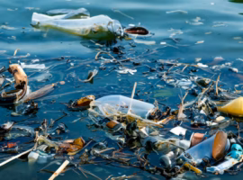 laut-indonesia-kian-tercemar-pakar-ipb-university-kurangi-plastik-perkuat-kolaborasi-selamatkan-ekosistem