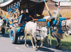 muatan-berlebih-pada-hewan-bisa-berujung-sanksi-pidana-pakar-ipb-ingatkan-pentingnya-kesejahteraan-hewan