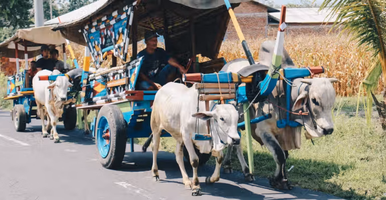 muatan-berlebih-pada-hewan-bisa-berujung-sanksi-pidana-pakar-ipb-ingatkan-pentingnya-kesejahteraan-hewan