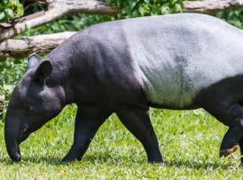 Pakar IPB University: Kemunculan Tapir di Permukiman Jadi Alarm Kerusakan Habitat Hutan