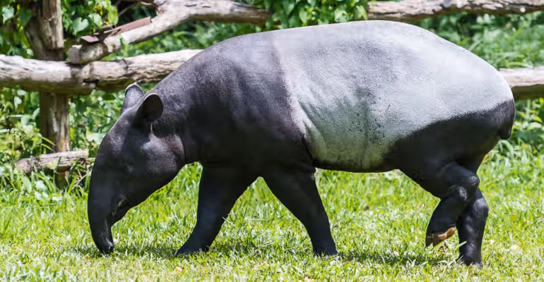 Pakar IPB University: Kemunculan Tapir di Permukiman Jadi Alarm Kerusakan Habitat Hutan