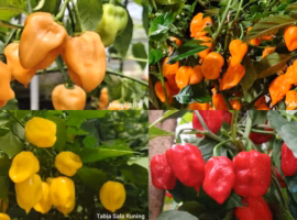 peneliti-ipb-university-berhasil-rakit-cabai-habanero-lokal-pertama-di-indonesia-ini-keunggulannya