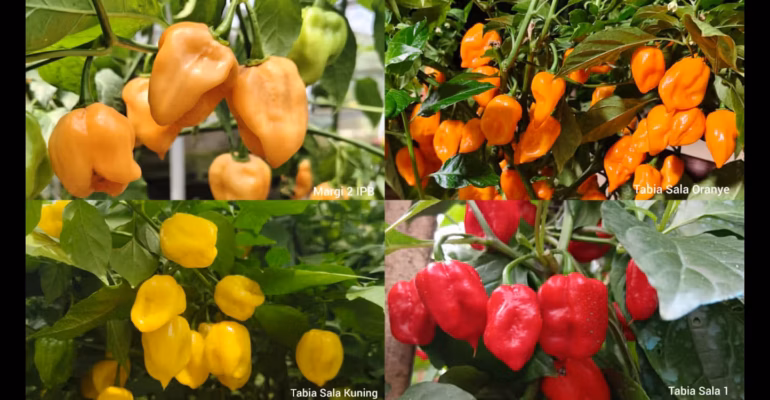 peneliti-ipb-university-berhasil-rakit-cabai-habanero-lokal-pertama-di-indonesia-ini-keunggulannya