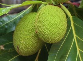 profesor-ipb-university-sukun-berpotensi-jadi-superfood-lokal-dan-pangan-masa-depan-indonesia.jpg