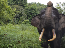 apakah-musth-pada-gajah-sumatra-mematikan-ini-penjelasan-dan-penanganan-medisnya-menurut-pakar-ipb-university