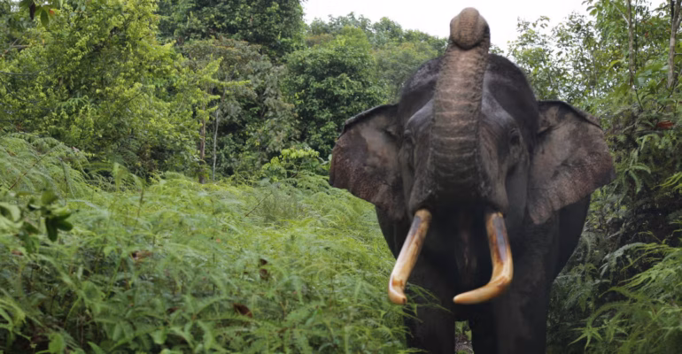 apakah-musth-pada-gajah-sumatra-mematikan-ini-penjelasan-dan-penanganan-medisnya-menurut-pakar-ipb-university