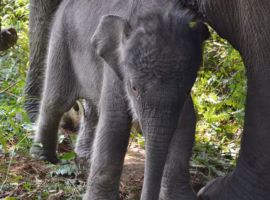 hari-gajah-pakar-konservasi-ipb-university-soroti-ancaman-kepunahan-gajah-sumatra