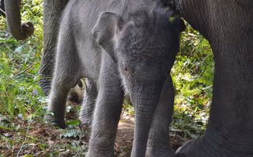 hari-gajah-pakar-konservasi-ipb-university-soroti-ancaman-kepunahan-gajah-sumatra