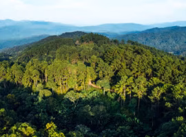 hari-konservasi-alam-nasional-pakar-ipb-university-jaga-hutan-untuk-energi-berkelanjutan