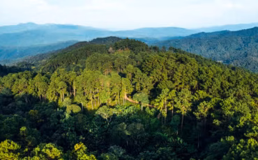 hari-konservasi-alam-nasional-pakar-ipb-university-jaga-hutan-untuk-energi-berkelanjutan