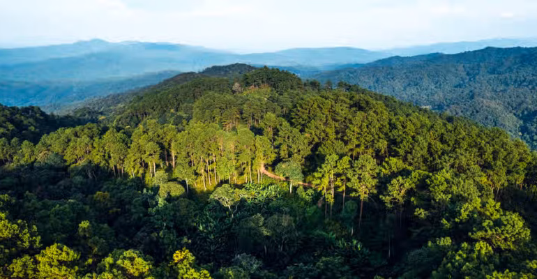 hari-konservasi-alam-nasional-pakar-ipb-university-jaga-hutan-untuk-energi-berkelanjutan