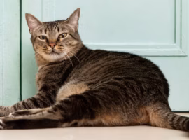 hari-kucing-sedunia-pakar-ipb-ingatkan-bahaya-obesitas-kucing-gemuk-belum-tentu-sehat