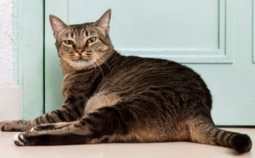 hari-kucing-sedunia-pakar-ipb-ingatkan-bahaya-obesitas-kucing-gemuk-belum-tentu-sehat