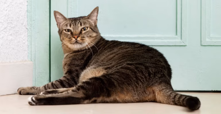 hari-kucing-sedunia-pakar-ipb-ingatkan-bahaya-obesitas-kucing-gemuk-belum-tentu-sehat