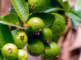jambu-biji-muda-diolah-menjadi-teh-herbal-di-tiongkok-pakar-ipb-university-jelaskan-potensinya