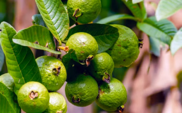 jambu-biji-muda-diolah-menjadi-teh-herbal-di-tiongkok-pakar-ipb-university-jelaskan-potensinya