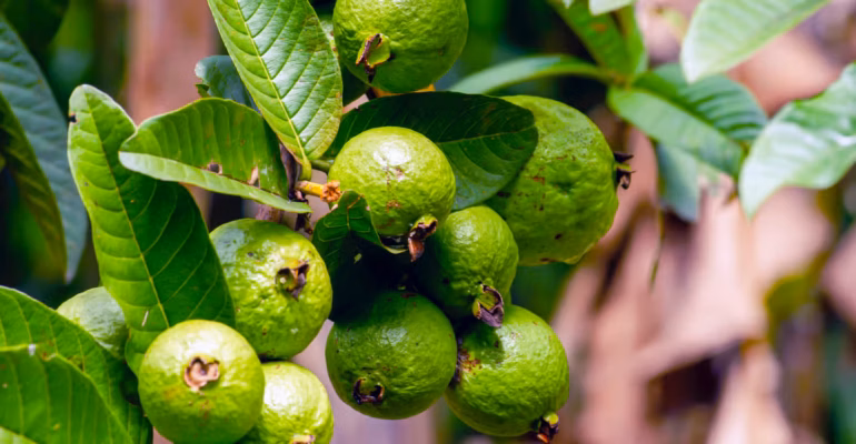 jambu-biji-muda-diolah-menjadi-teh-herbal-di-tiongkok-pakar-ipb-university-jelaskan-potensinya