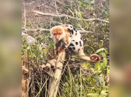 kuskus-waigeo-di-atas-pohon-tumbang-pakar-ipb-university-sinyal-hilangnya-habitat-satwa-endemik-papua