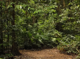 mengapa-jasa-ekosistem-hutan-perlu-dinilai-ini-penjelasan-prof-bahruni