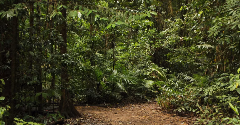 mengapa-jasa-ekosistem-hutan-perlu-dinilai-ini-penjelasan-prof-bahruni