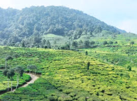 mengapa-puncak-bogor-terasa-makin-dingin-saat-musim-kemarau-pakar-ipb-university-ungkap-sejumlah-penyebab