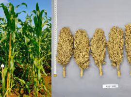 mengenal-sorgum-bionusa-varietas-unggul-hasil-riset-ipb-university-dengan-potensi-produksi-5-79-ton-per-hektare