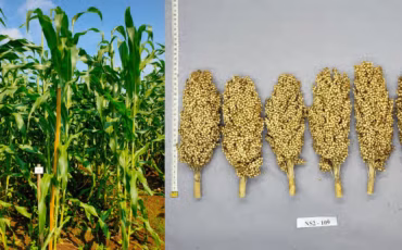 mengenal-sorgum-bionusa-varietas-unggul-hasil-riset-ipb-university-dengan-potensi-produksi-5-79-ton-per-hektare