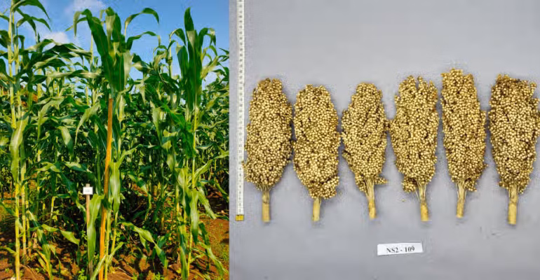 mengenal-sorgum-bionusa-varietas-unggul-hasil-riset-ipb-university-dengan-potensi-produksi-5-79-ton-per-hektare