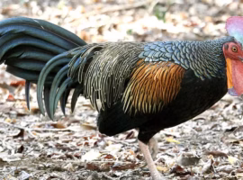 perburuan-dan-erosi-genetik-ancam-ayam-hutan-indonesia-pakar-ipb-university-usulkan-penangkaran-berizin