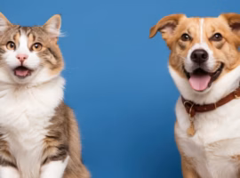 pilih-pelihara-kucing-atau-anjing-pakar-genetika-ekologi-ipb-university-jelaskan-perbedaan-karakter-keduanya