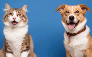 pilih-pelihara-kucing-atau-anjing-pakar-genetika-ekologi-ipb-university-jelaskan-perbedaan-karakter-keduanya