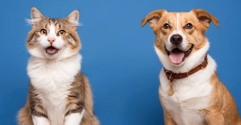 pilih-pelihara-kucing-atau-anjing-pakar-genetika-ekologi-ipb-university-jelaskan-perbedaan-karakter-keduanya