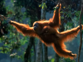 populasi-orang-utan-sumatra-turun-hampir-20-persen-pakar-ipb-university-prioritas-konservasi-yang-mendesak