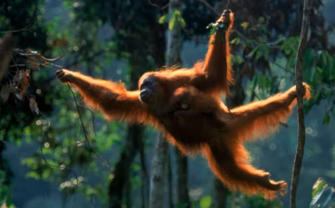 populasi-orang-utan-sumatra-turun-hampir-20-persen-pakar-ipb-university-prioritas-konservasi-yang-mendesak