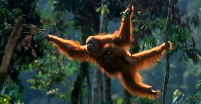 populasi-orang-utan-sumatra-turun-hampir-20-persen-pakar-ipb-university-prioritas-konservasi-yang-mendesak