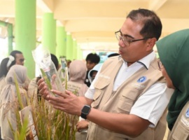 regenerasi-petani-atau-regenerasi-institusi