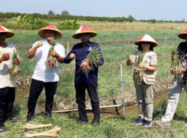 sukses-atasi-penyakit-pirang-ipb-university-dan-petani-siapkan-demak-jadi-kampung-inovasi-bawang-merah