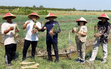 sukses-atasi-penyakit-pirang-ipb-university-dan-petani-siapkan-demak-jadi-kampung-inovasi-bawang-merah