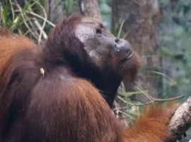 karhutla-bukan-hanya-merugikan-manusia-pakar-ipb-university-soroti-dampak-sistemik-bagi-orang-utan
