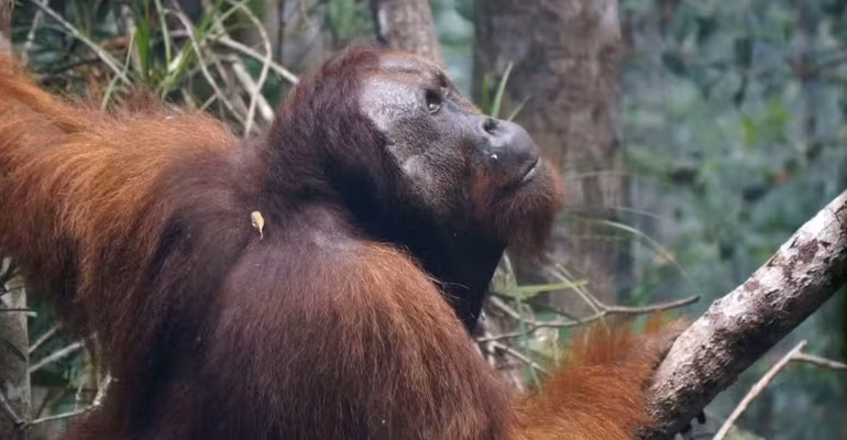 karhutla-bukan-hanya-merugikan-manusia-pakar-ipb-university-soroti-dampak-sistemik-bagi-orang-utan